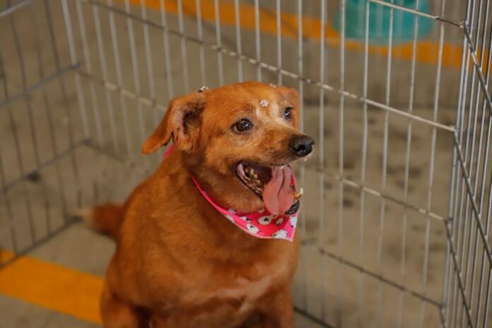 Barueri promove feiras de adoção de cães e gatos