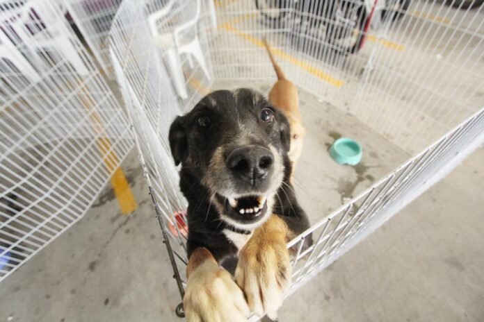 Barueri Feiras de Adoção de Pets para o mês de junho