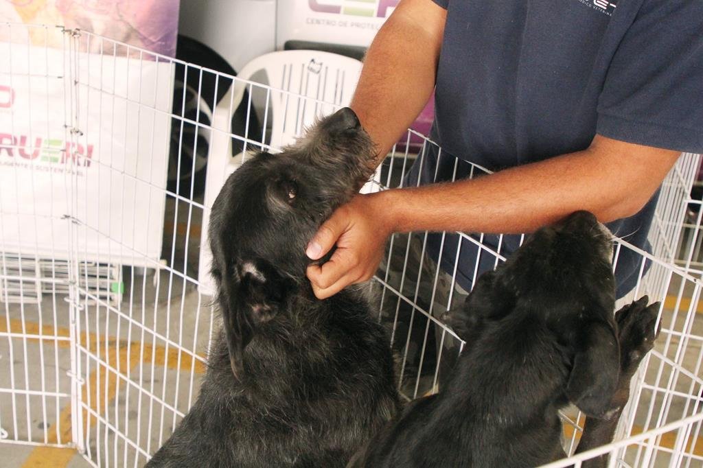 Barueri Feiras de Adoção de Pets para o mês de junho