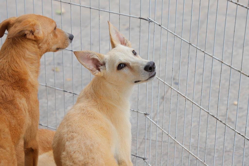 Barueri em Começaram as feiras de adoção de pets de julho