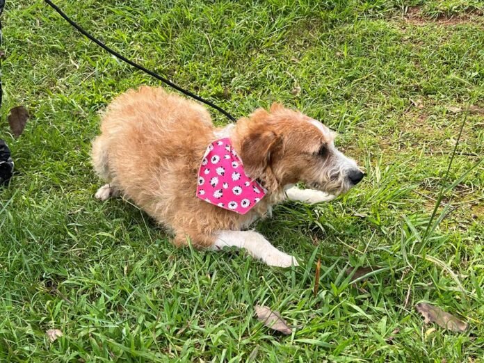 Barueri adoção de pet idoso