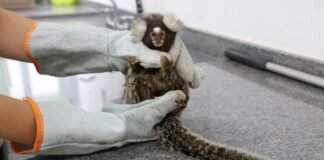 Alerta em Barueri: não toque, alimente ou capture animais silvestres — mesmo feridos Barueri alerta sobre riscos do contato com animais silvestres e reforça importância da preservação