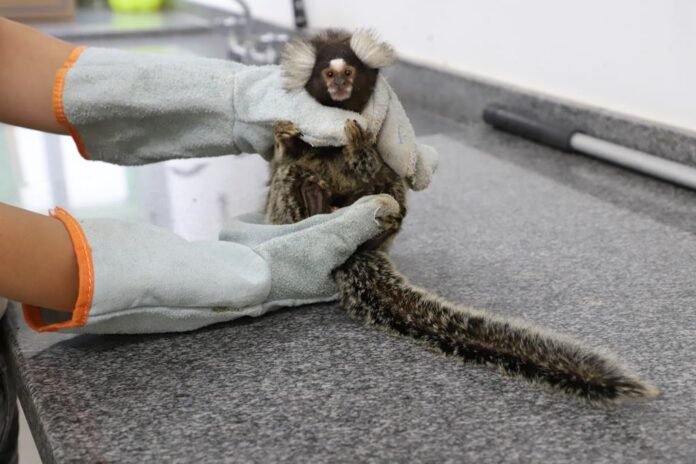 Barueri alerta sobre riscos do contato com animais silvestres e reforça importância da preservação