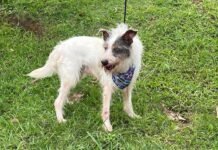 Feiras de adoção de pets em Barueri: Março 2026 Cão resgatado pelo Cepad Barueri aguardando adoção em feira no Parque Dom José