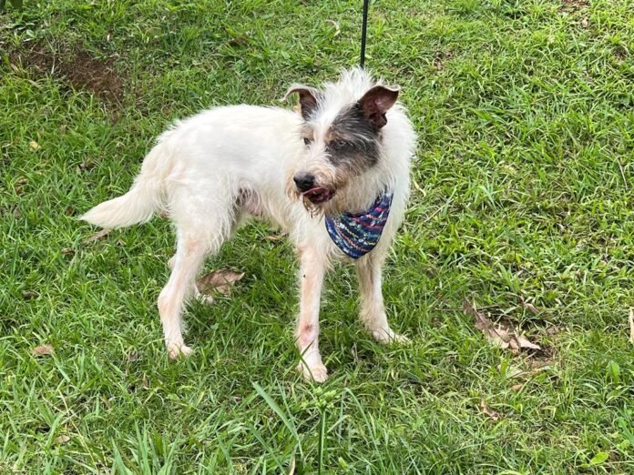 Cão resgatado pelo Cepad Barueri aguardando adoção em feira no Parque Dom José