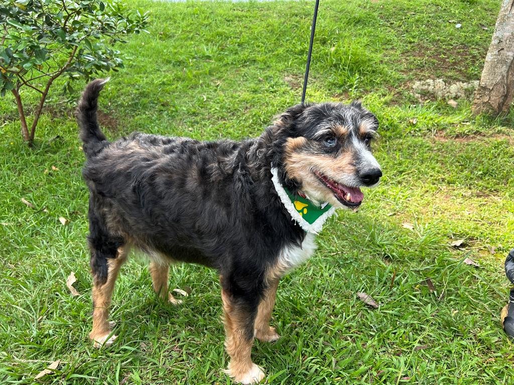 Feiras de adoção de pets em Barueri: Março 2026