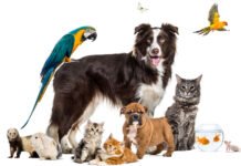 CEPAD Barueri: Guia Completo de Adoção, Castração e Serviços Saiba como funciona o CEPAD Barueri